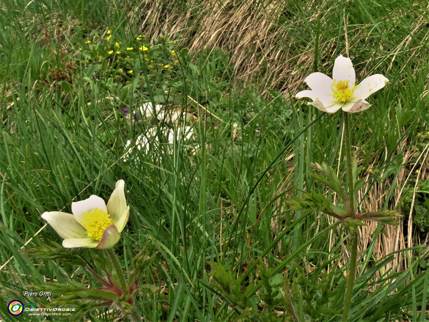 49 Pulsatilla alpina (Anemone alpino).JPG